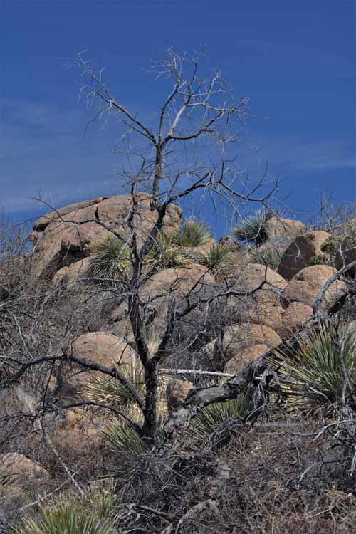 tree